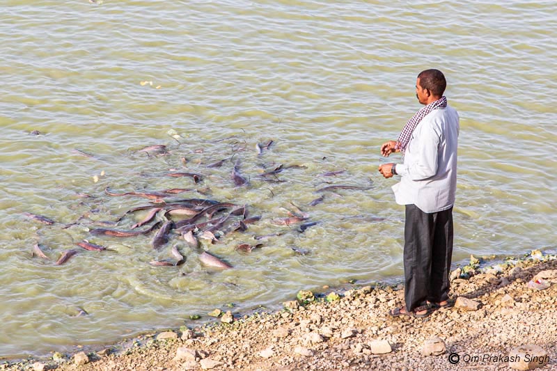 Relaxing by feeding fish in Gadisar Lake in Jaisalmer, Rajasthan